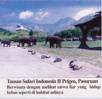 safri
